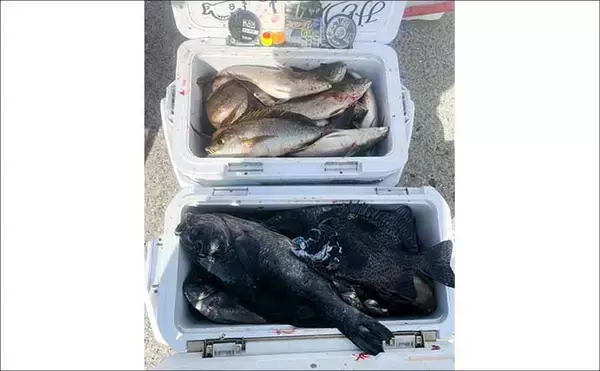 「大分県鶴見の沖磯で良型イサキが連発！　40cm後半のクロ（グレ）も登場」の画像