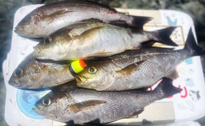 大分県鶴見の沖磯で良型イサキが連発！　40cm後半のクロ（グレ）も登場