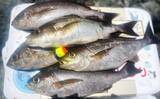 「大分県鶴見の沖磯で良型イサキが連発！　40cm後半のクロ（グレ）も登場」の画像6