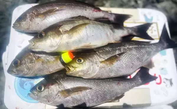「大分県鶴見の沖磯で良型イサキが連発！　40cm後半のクロ（グレ）も登場」の画像