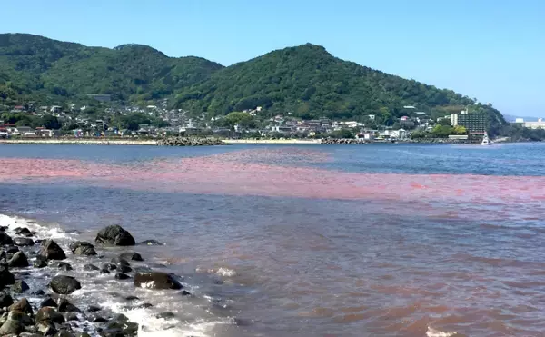 「赤潮の影響で養殖カンパチなどが40万匹以上被害　粘土の海中散布が赤潮駆除につながる訳とは？」の画像