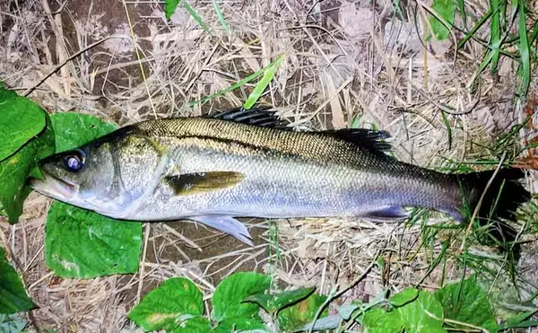 河川で70cm級シーバス2本キャッチ！【千葉】早巻きとジャーキングで悪条件を攻略