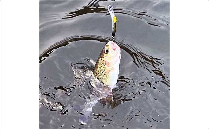 エリアトラウト釣行でニジマス56匹【千早川マス釣り場】スプーン 