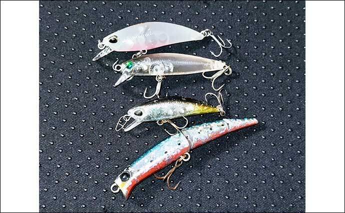 ハクだらけの小河川でルアーシーバス釣行【千葉】40cm級筆頭にセイゴクラスが入れ食い