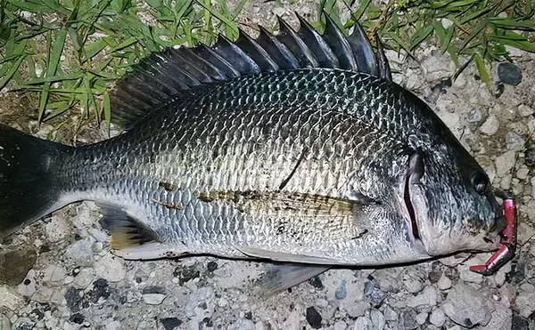 「ハクだらけの小河川でルアーシーバス釣行【千葉】40cm級筆頭にセイゴクラスが入れ食い」の画像