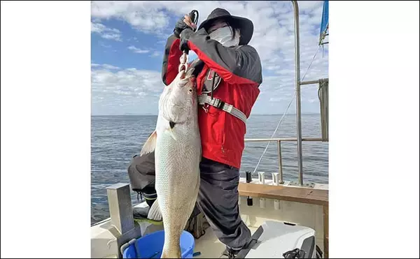 「「ヒラメタックルが悲鳴」泳がせ釣りで104cm超オオニベを好捕！【山口・周防灘】」の画像