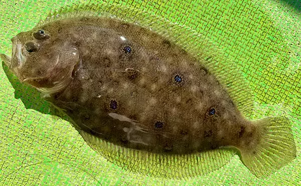 「乗船者15名全員がアマダイをキャッチ！【ちがさき丸】相模湾アマダイ釣りが活況」の画像