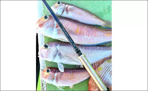 「乗船者15名全員がアマダイをキャッチ！【ちがさき丸】相模湾アマダイ釣りが活況」の画像