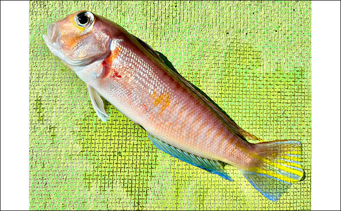 乗船者15名全員がアマダイをキャッチ！【ちがさき丸】相模湾アマダイ釣りが活況