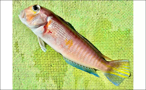 「乗船者15名全員がアマダイをキャッチ！【ちがさき丸】相模湾アマダイ釣りが活況」の画像