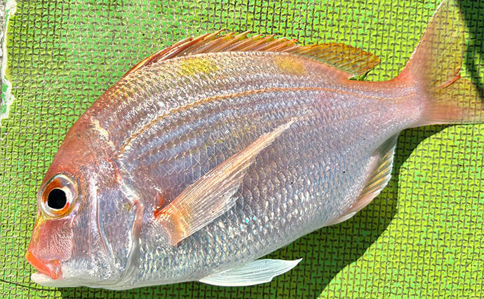 乗船者15名全員がアマダイをキャッチ！【ちがさき丸】相模湾アマダイ釣りが活況