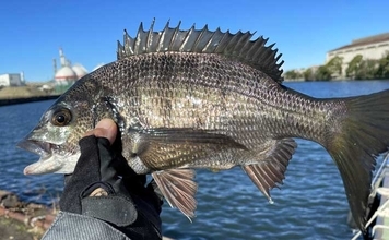 稲毛海浜公園のヘチ釣りでクロダイ2尾手中【千葉】フジツボ餌に好反応