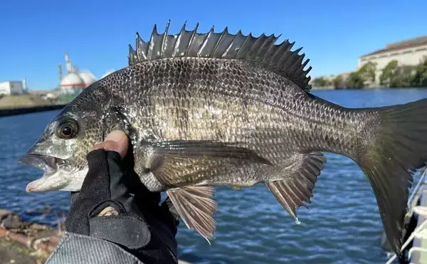 稲毛海浜公園のヘチ釣りでクロダイ2尾手中【千葉】フジツボ餌に好反応