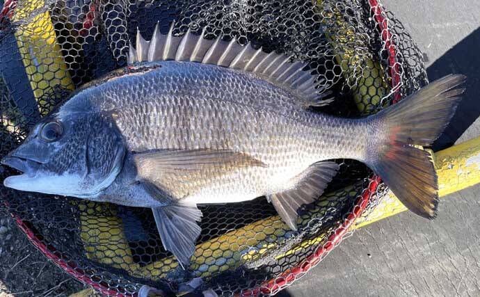 稲毛海浜公園のヘチ釣りでクロダイ2尾手中【千葉】フジツボ餌に好反応