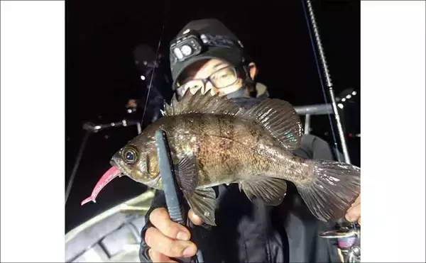 「スロージギング船で高級レア魚『アラ』が船中9匹！【沖釣り釣果速報6選・北陸】」の画像