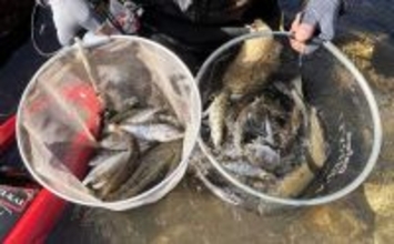 長良川本流の渓流エサ釣りで20cm超えアマゴが連発！【岐阜】40cm級ニジマスもヒット