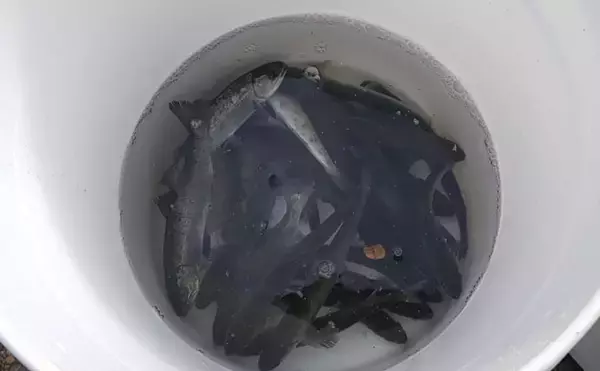 「「やってみると意外と簡単？」渓流餌釣りを楽しむ3つの視点【場所選び・準備・釣り場での工夫】」の画像