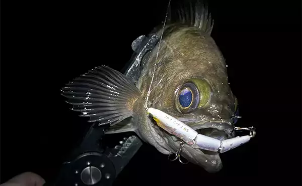 「あなたが好きなのはどの釣り？」 海の陸っぱり釣りにおける【3大スタイル】