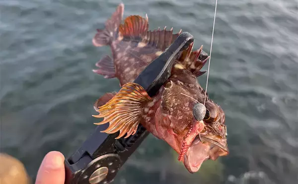 「「あなたが好きなのはどの釣り？」 海の陸っぱり釣りにおける【3大スタイル】」の画像