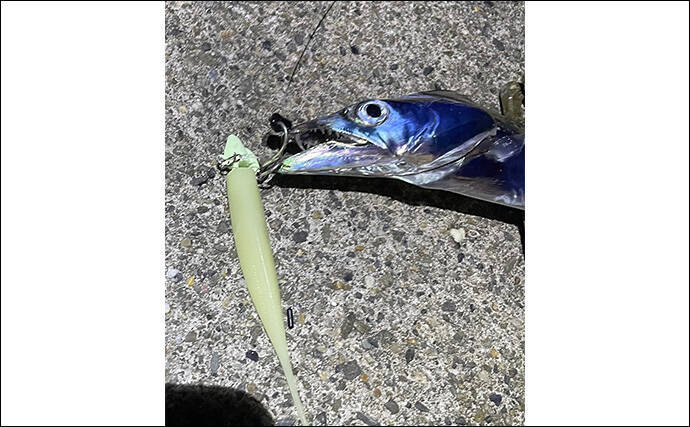 「あなたが好きなのはどの釣り？」 海の陸っぱり釣りにおける【3大スタイル】