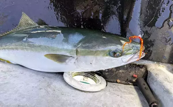 「「50cmマダイ登場で大興奮！」鳥羽沖のタイラバ釣りでワラサ交じりの五目達成【三重】」の画像