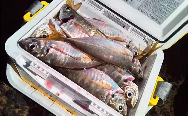 「夕マズメに25〜27cmが連発 ！」地磯アジングで良型50尾をキャッチ【福岡】
