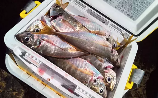 「「夕マズメに25〜27cmが連発 ！」地磯アジングで良型50尾をキャッチ【福岡】」の画像