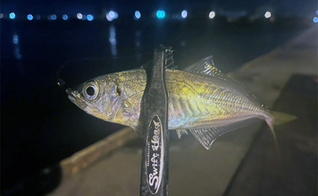 大阪港湾部のアジング釣行で本命アジ手中！ 40cm級サバの猛攻を突破