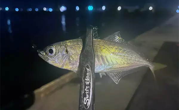 大阪港湾部のアジング釣行で本命アジ手中！ 40cm級サバの猛攻を突破