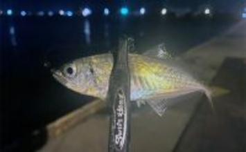 大阪港湾部のアジング釣行で本命アジ手中！ 40cm級サバの猛攻を突破