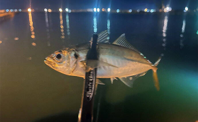 大阪港湾部のアジング釣行で本命アジ手中！ 40cm級サバの猛攻を突破