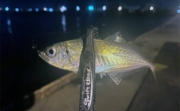 大阪港湾部のアジング釣行で本命アジ手中！ 40cm級サバの猛攻を突破