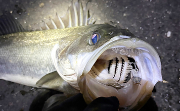 波止メバリングで70cmシーバスに45cmチヌ！【大阪】本命不発＆タモ水没に涙