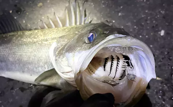 波止メバリングで70cmシーバスに45cmチヌ！【大阪】本命不発＆タモ水没に涙