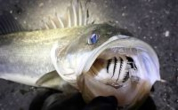 波止メバリングで70cmシーバスに45cmチヌ！【大阪】本命不発＆タモ水没に涙