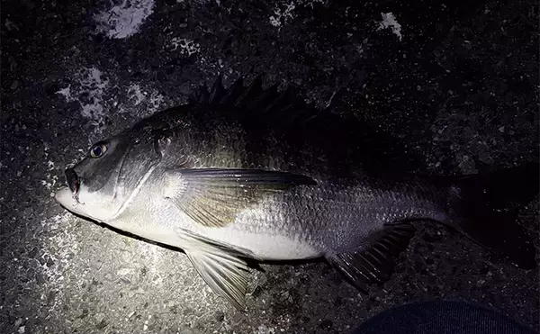 「波止メバリングで70cmシーバスに45cmチヌ！【大阪】本命不発＆タモ水没に涙」の画像