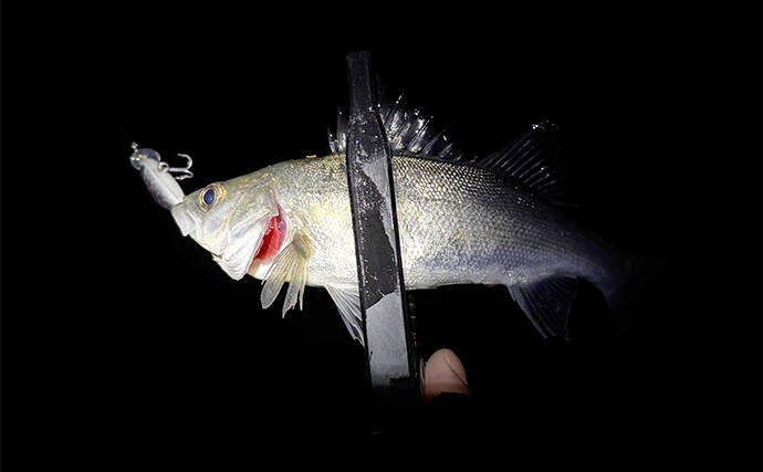 波止メバリングで70cmシーバスに45cmチヌ！【大阪】本命不発＆タモ水没に涙