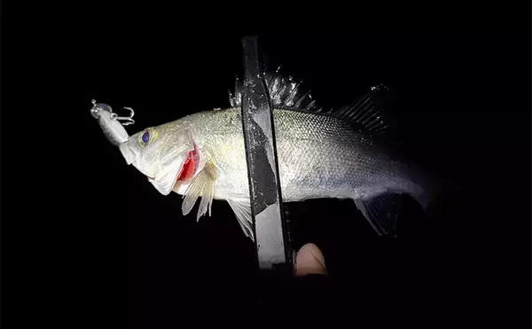 「波止メバリングで70cmシーバスに45cmチヌ！【大阪】本命不発＆タモ水没に涙」の画像