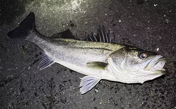 「波止メバリングで70cmシーバスに45cmチヌ！【大阪】本命不発＆タモ水没に涙」の画像