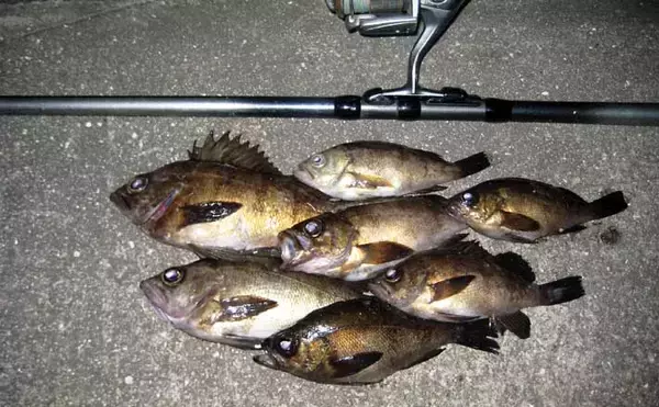 「アタリ多くて初心者にもオススメ！」 電気ウキで狙う波止メバル釣り入門解説