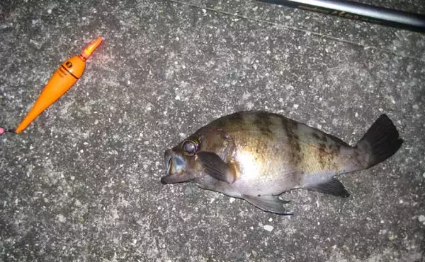 「「アタリ多くて初心者にもオススメ！」 電気ウキで狙う波止メバル釣り入門解説」の画像