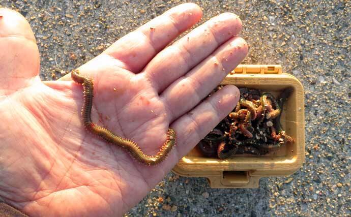 「アタリ多くて初心者にもオススメ！」 電気ウキで狙う波止メバル釣り入門解説