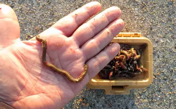 「「アタリ多くて初心者にもオススメ！」 電気ウキで狙う波止メバル釣り入門解説」の画像