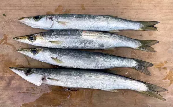 南房エリアで陸っぱりカマス釣り【千葉】サビキとワームにヒットも数は伸びず