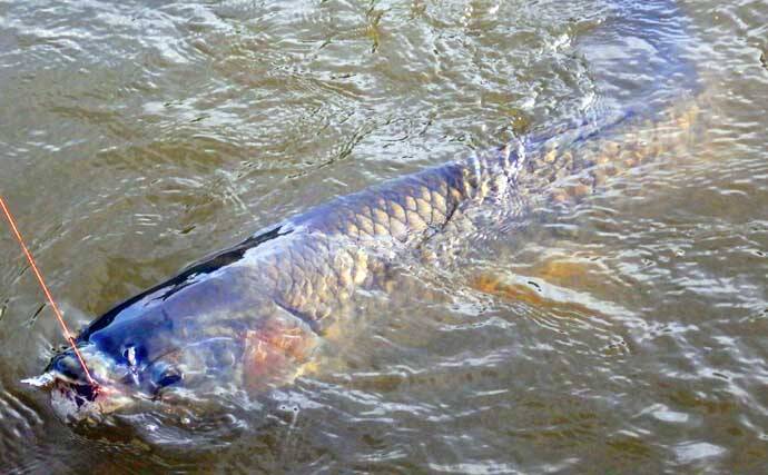 元荒川の最新釣果情報：食パンエサのウキ釣りでメーター超ソウギョをキャッチ！【埼玉】
