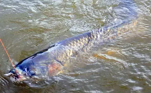 「元荒川の最新釣果情報：食パンエサのウキ釣りでメーター超ソウギョをキャッチ！【埼玉】」の画像
