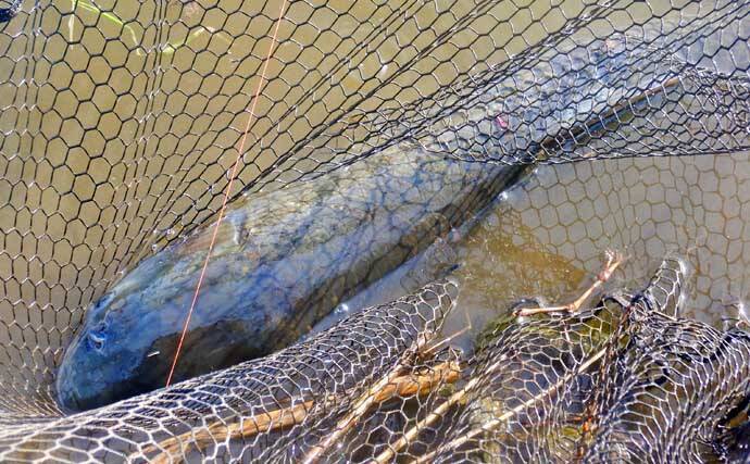 元荒川の最新釣果情報：食パンエサのウキ釣りでメーター超ソウギョをキャッチ！【埼玉】