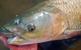 「元荒川の最新釣果情報：食パンエサのウキ釣りでメーター超ソウギョをキャッチ！【埼玉】」の画像8