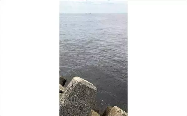 「【初夏のシロギス接岸事情】本番はいつ？　水温・潮・群れの動きから釣れ始めを読む」の画像