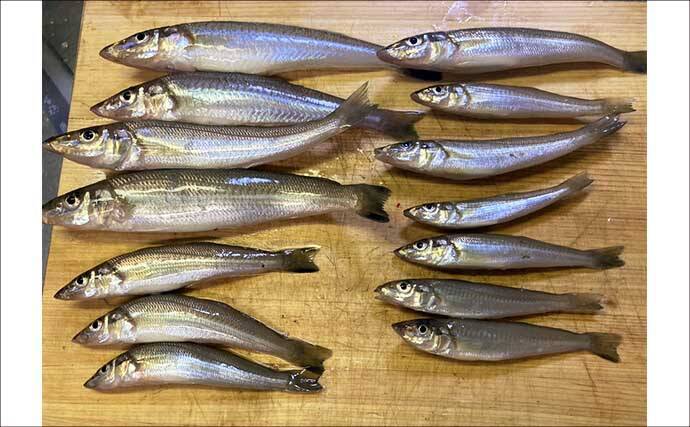 【初夏のシロギス接岸事情】本番はいつ？　水温・潮・群れの動きから釣れ始めを読む